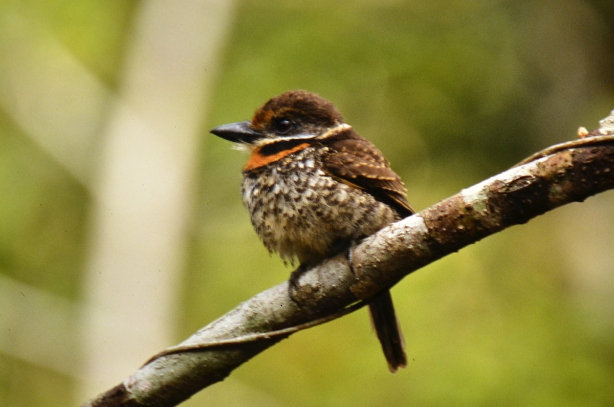 Spotted Puffbird - ML626154216