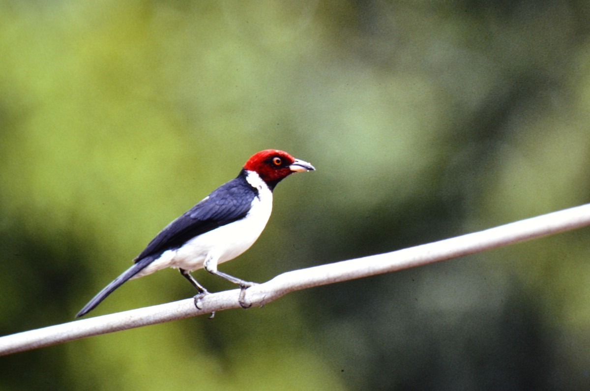 Red-capped Cardinal - ML626154325