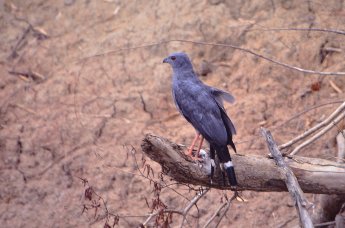 Crane Hawk - ML626154392