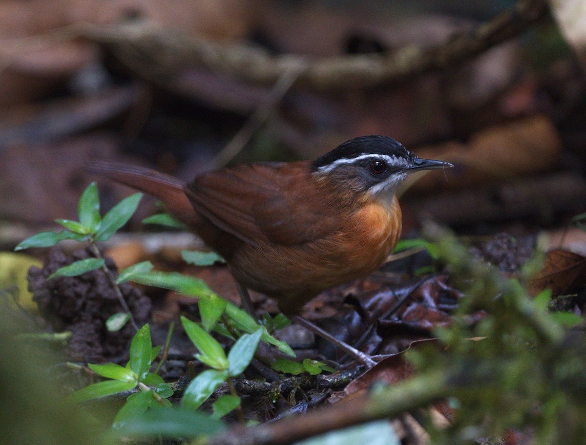 Bornean Black-capped Babbler - ML626154399