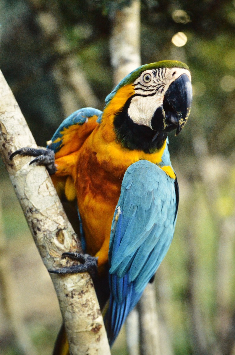 Blue-and-yellow Macaw - ML626154553