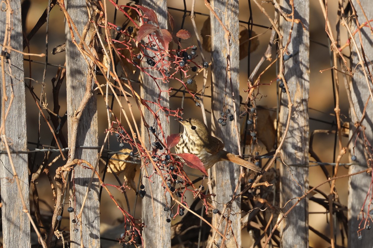 Hermit Thrush - ML626154579