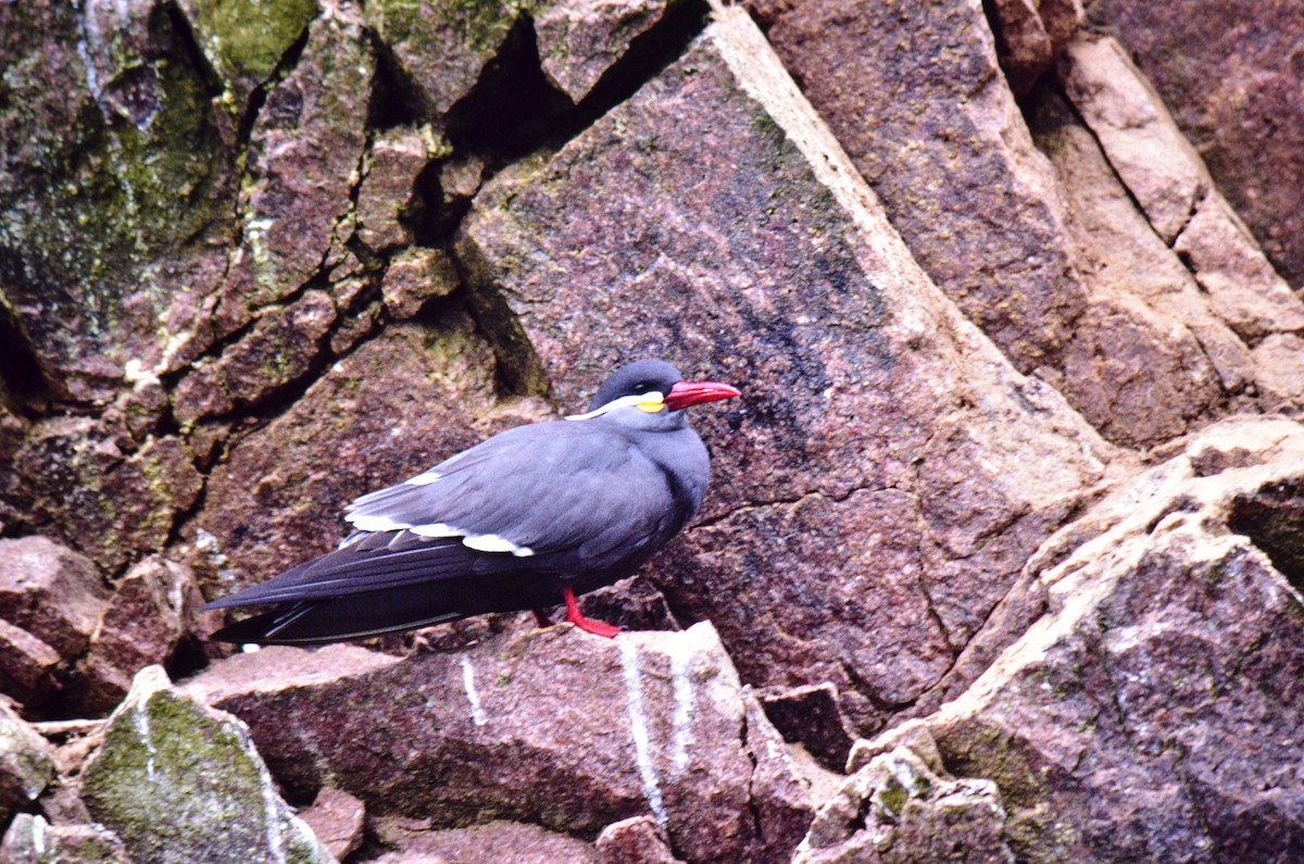 Inca Tern - ML626154586