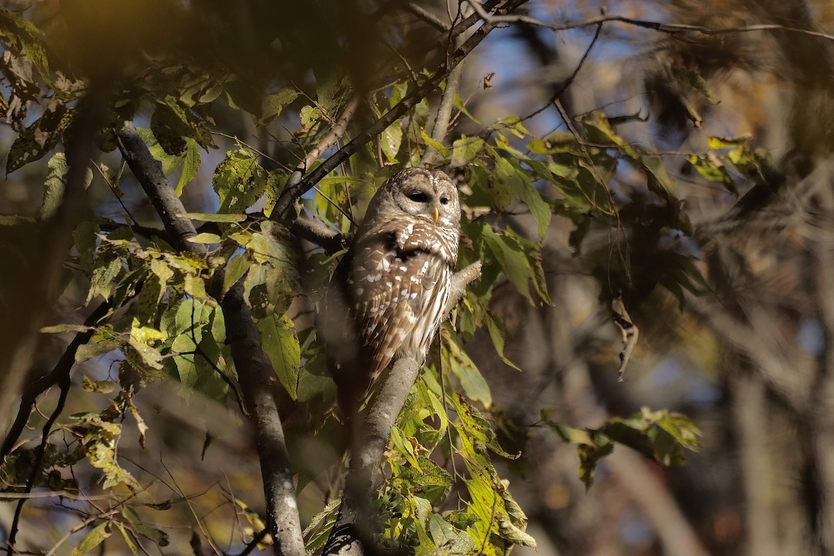 Barred Owl - ML626154815