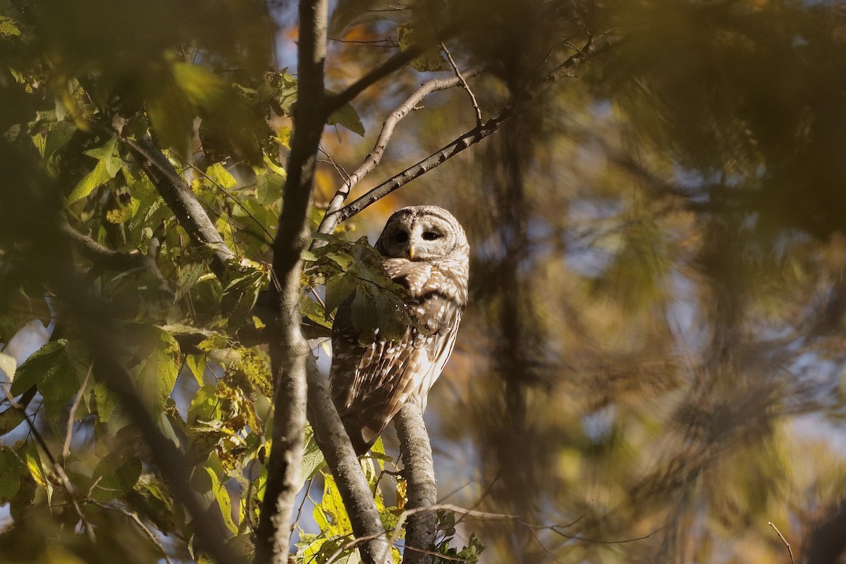 Barred Owl - ML626154816