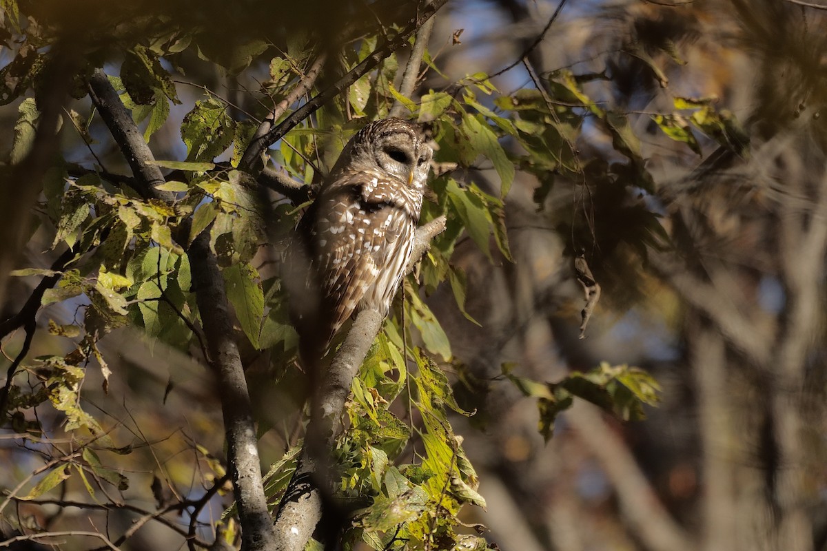 Barred Owl - ML626154817