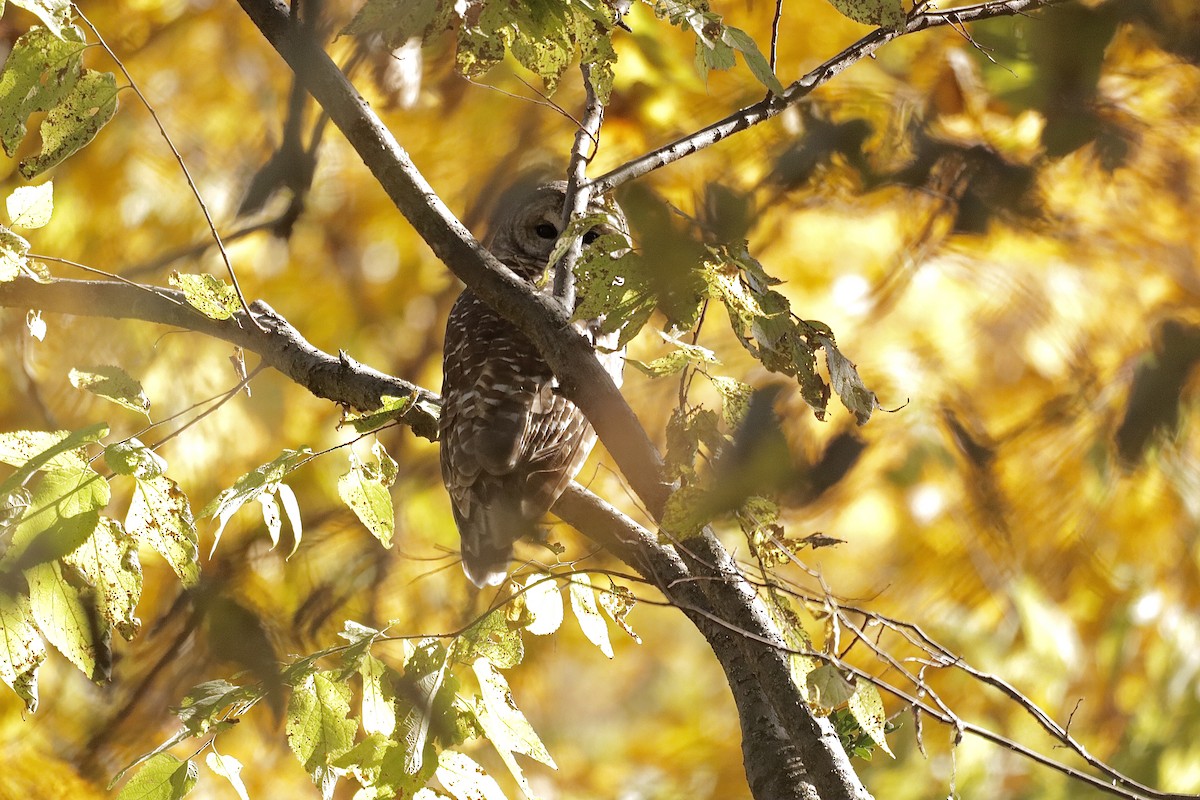 Barred Owl - ML626154818