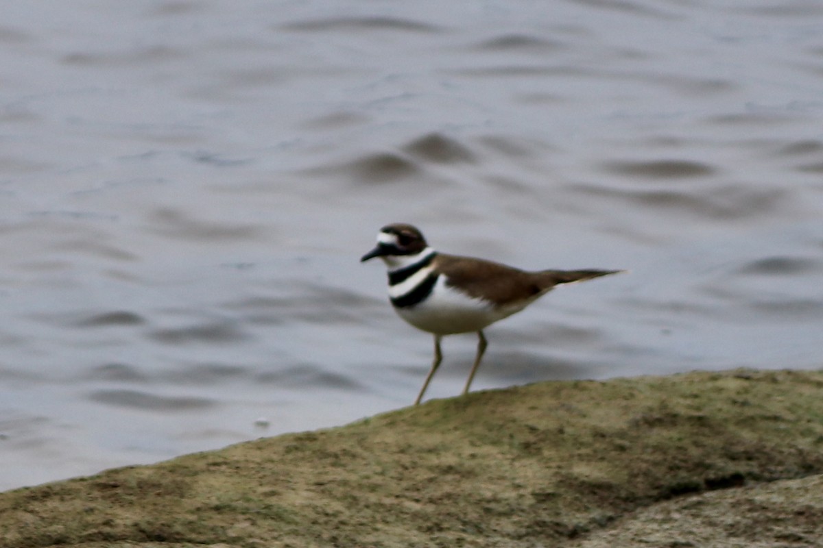 Killdeer - ML626154969