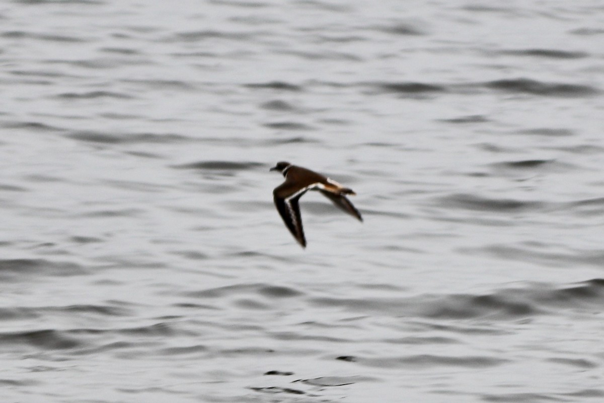 Killdeer - ML626154970