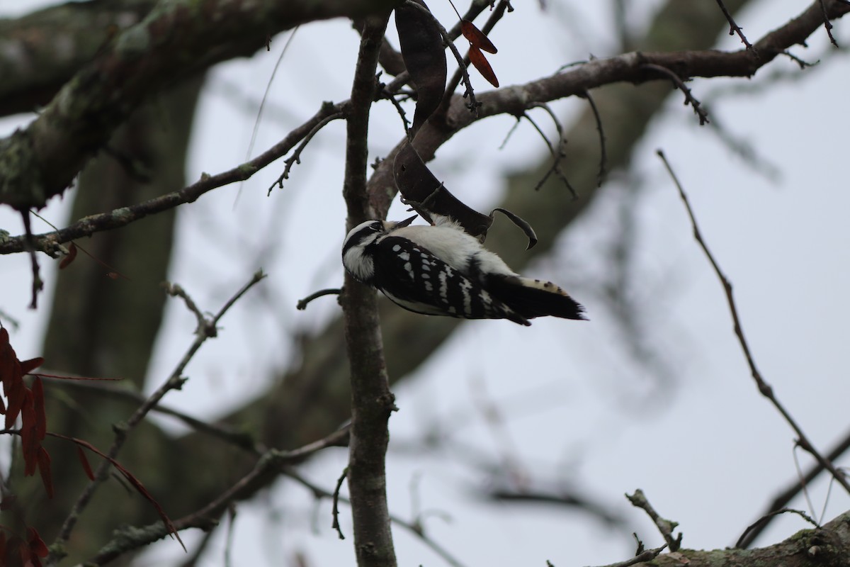 Downy Woodpecker - ML626155017