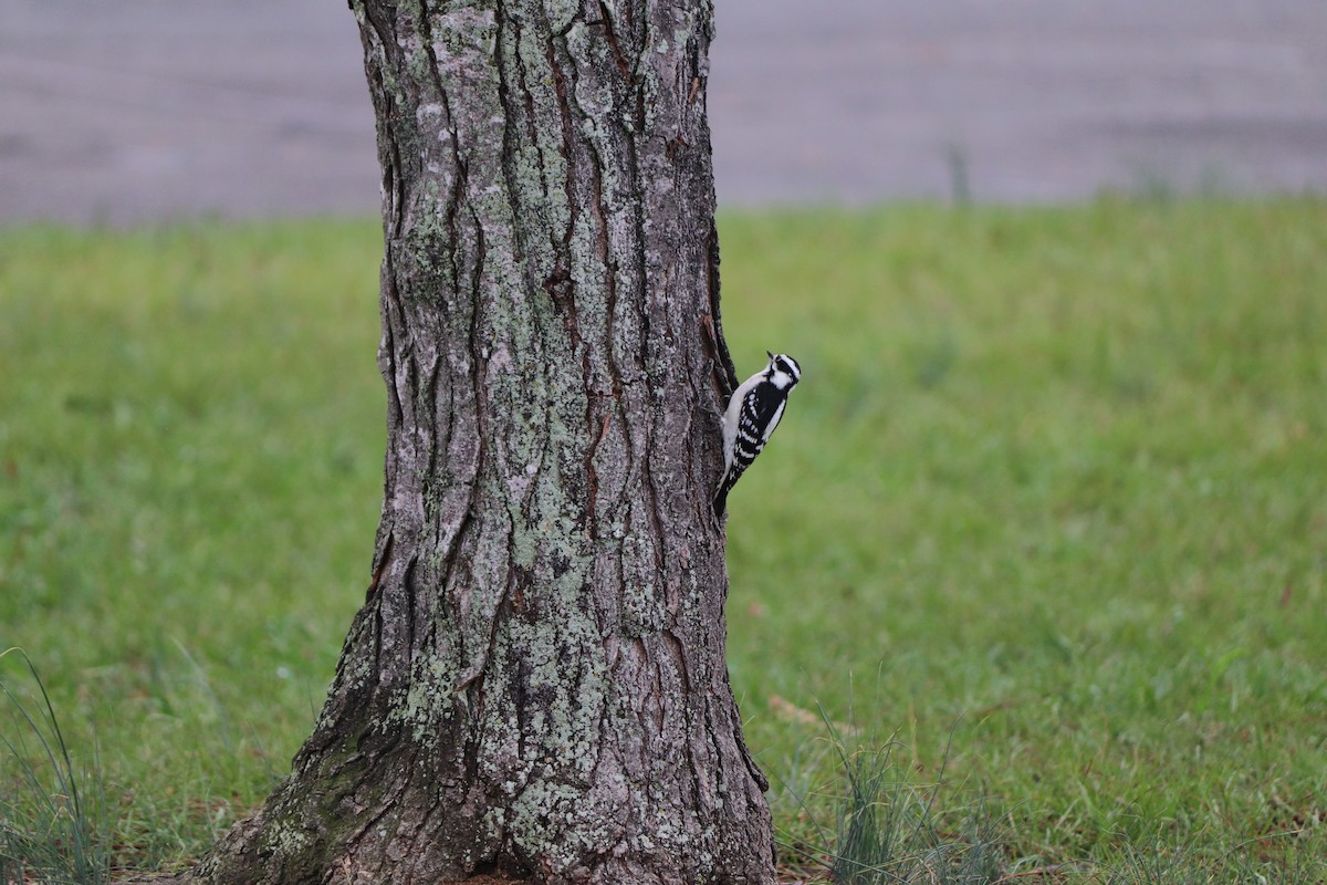 Downy Woodpecker - ML626155018