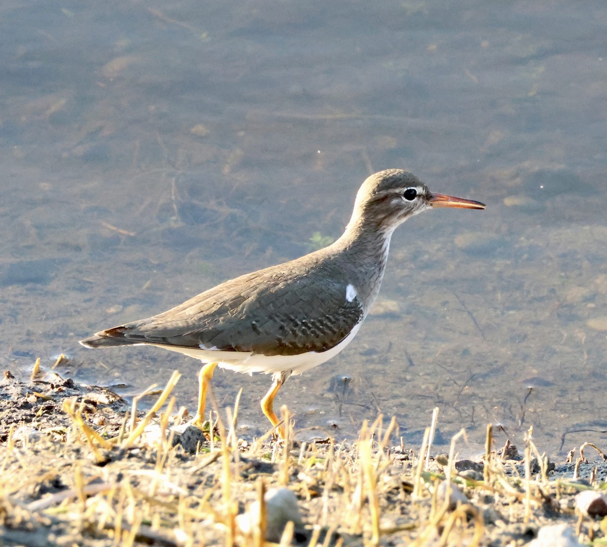 Spotted Sandpiper - ML626155123