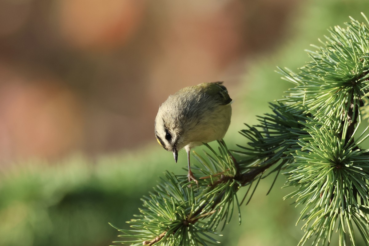 Golden-crowned Kinglet - ML626155319