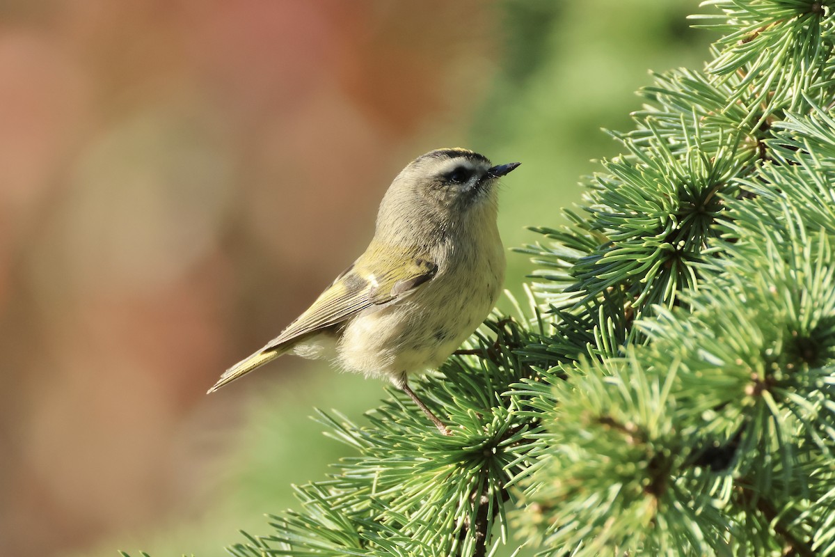 Golden-crowned Kinglet - ML626155320