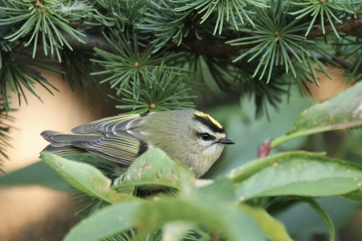 Golden-crowned Kinglet - ML626155322