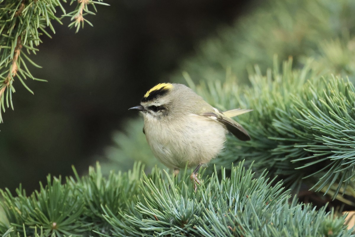 Golden-crowned Kinglet - ML626155323