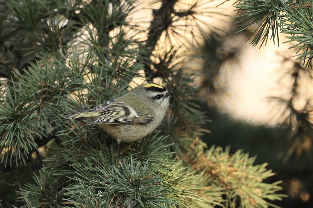 Golden-crowned Kinglet - ML626155326