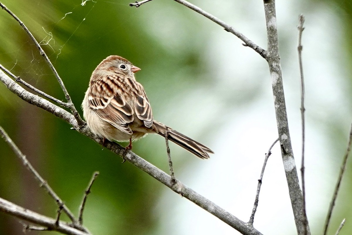 Field Sparrow - ML626155423