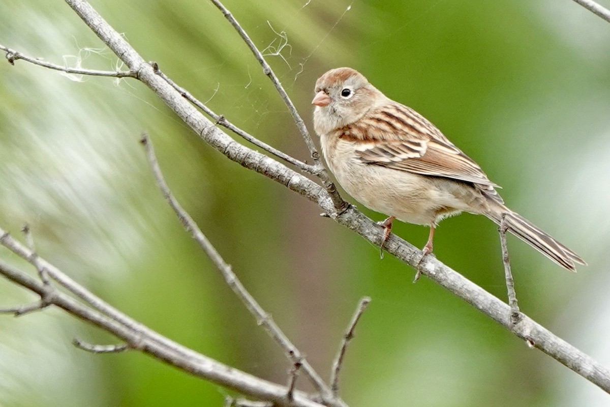 Field Sparrow - ML626155424