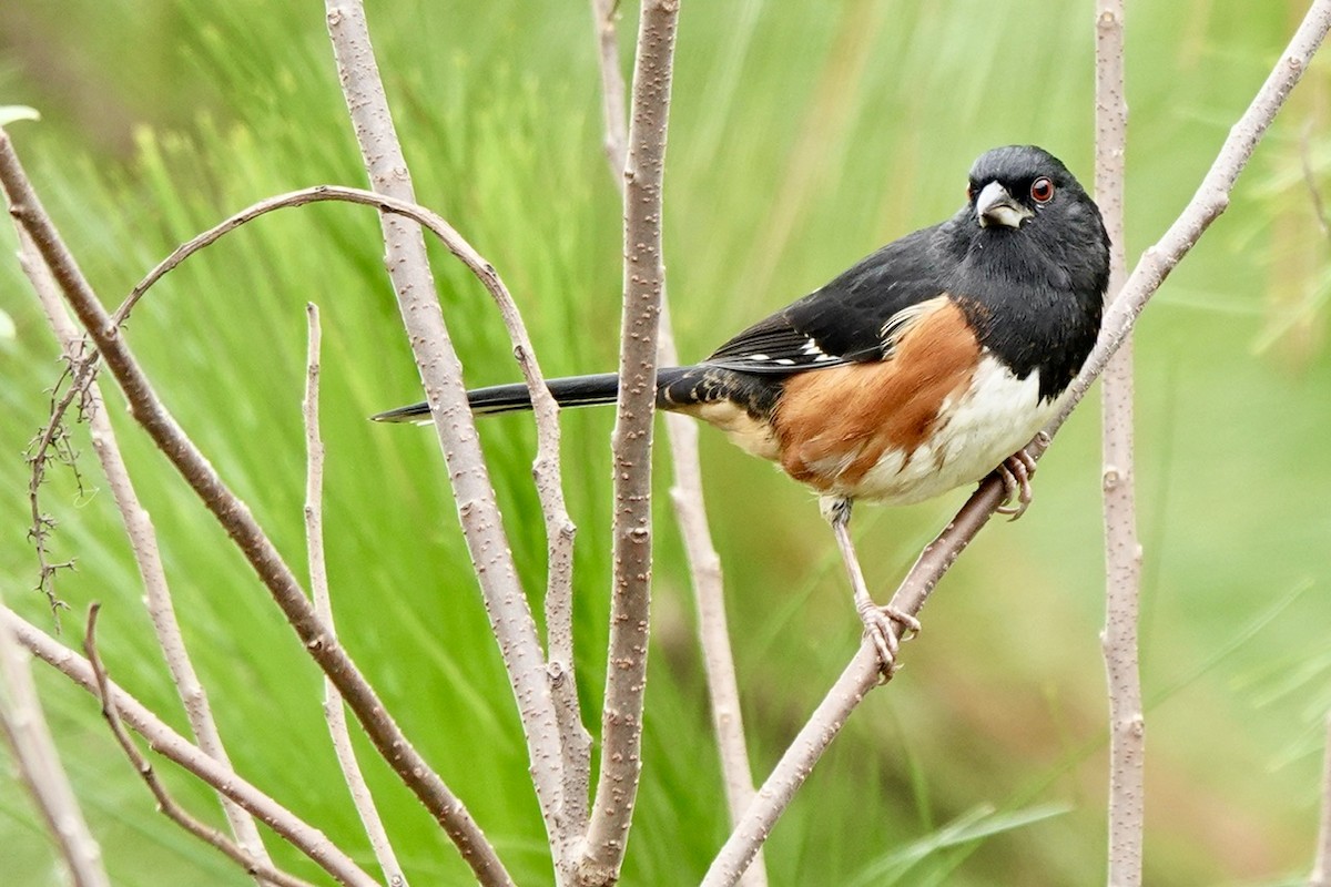 Eastern Towhee - ML626155442