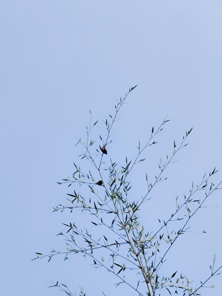 Malabar Starling - ML626155456