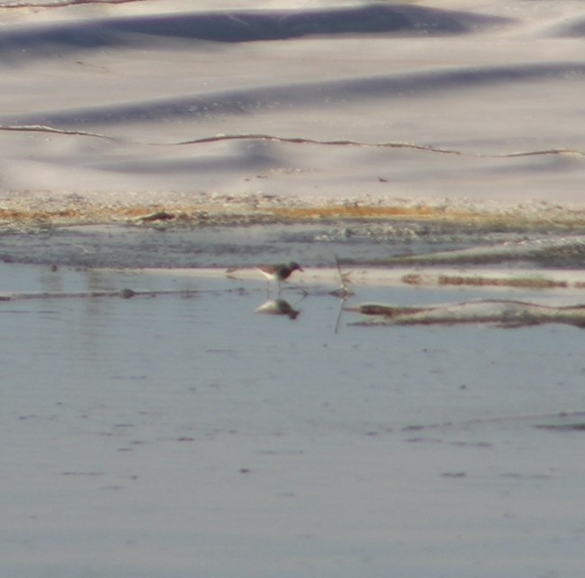 Calidris sp. - ML626155639