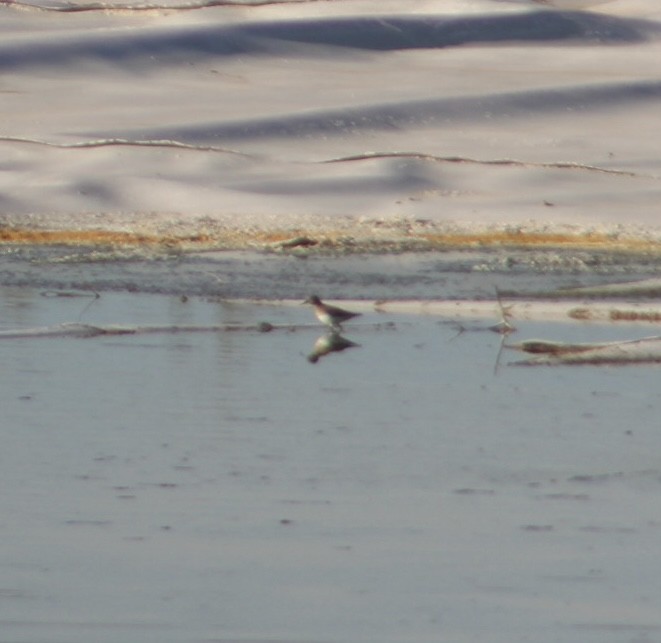 Calidris sp. - ML626155640