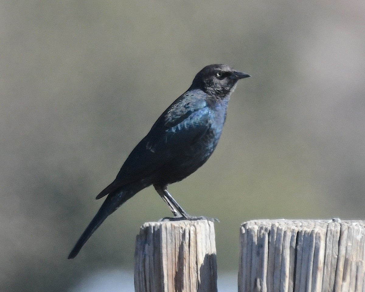 Brewer's Blackbird - ML626155732