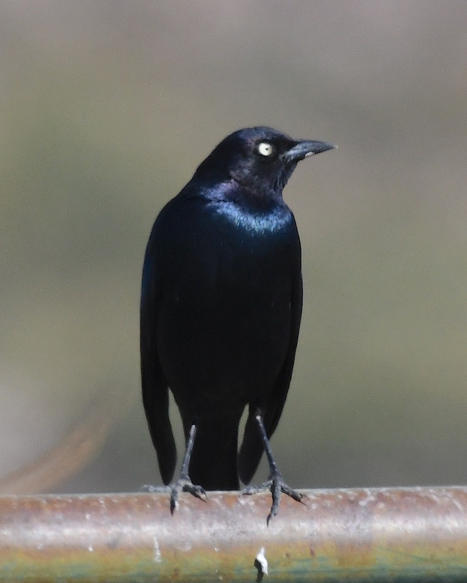 Brewer's Blackbird - ML626155757
