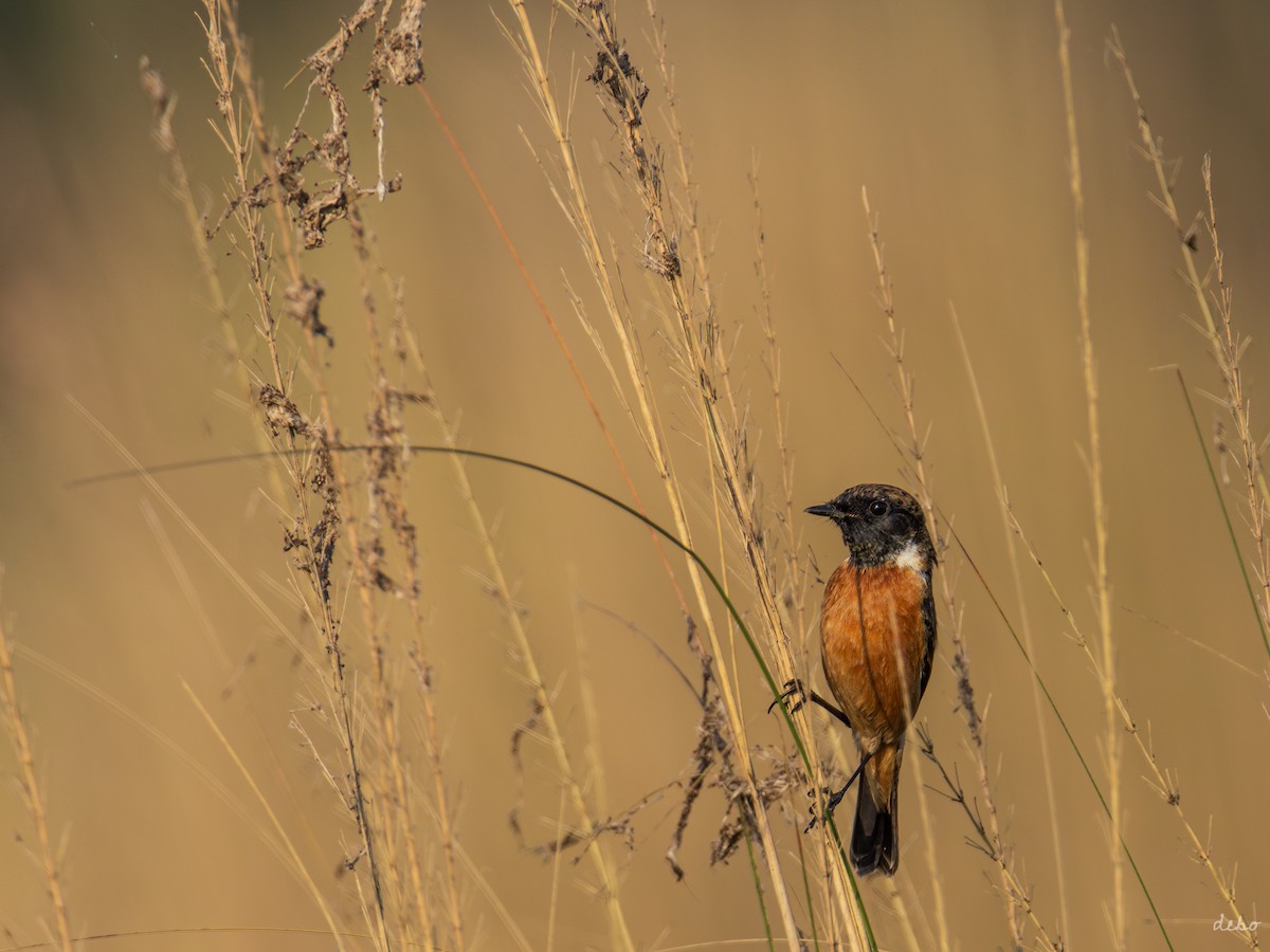 Siberian Stonechat (Przevalski's) - ML626155763