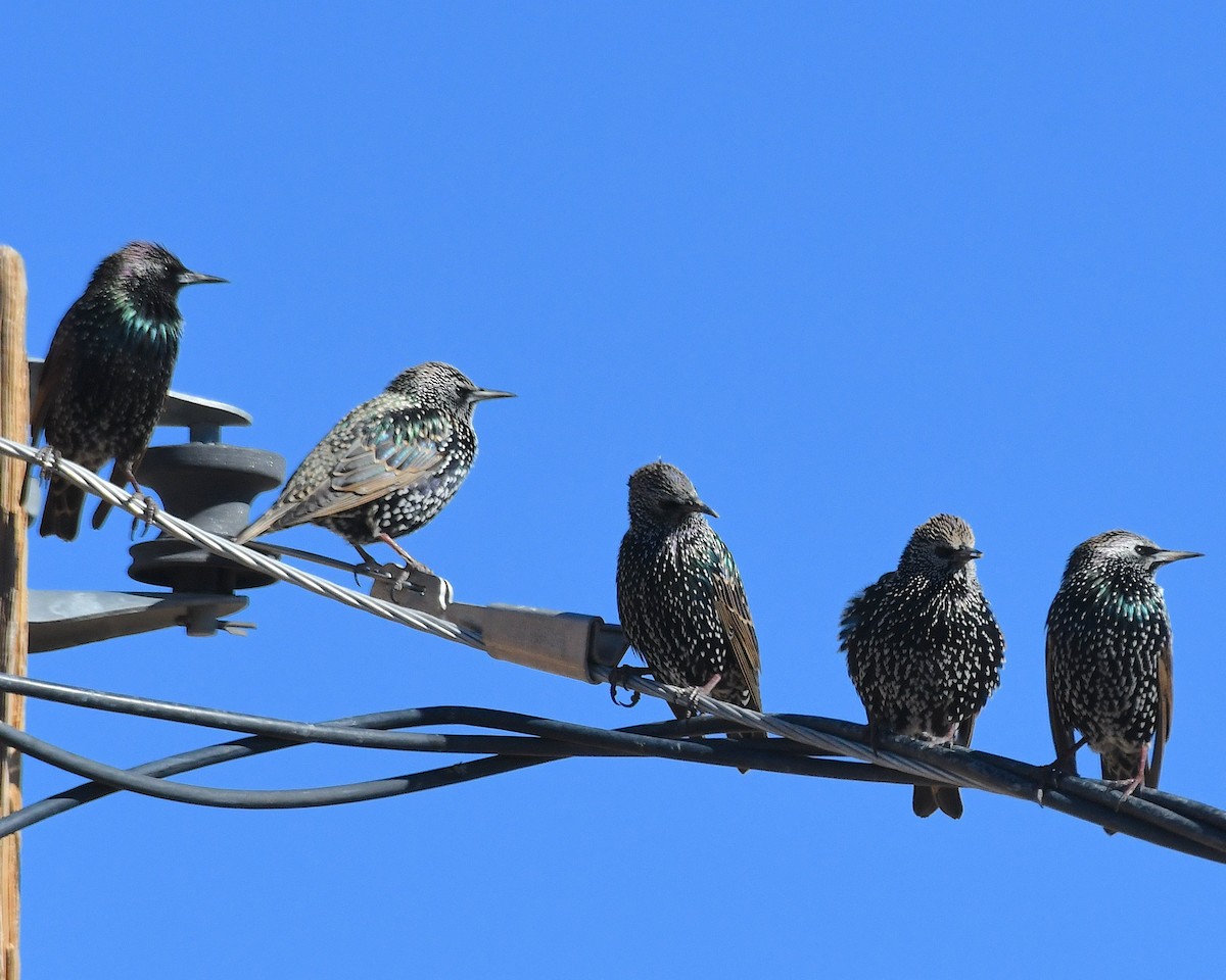 European Starling - ML626155816