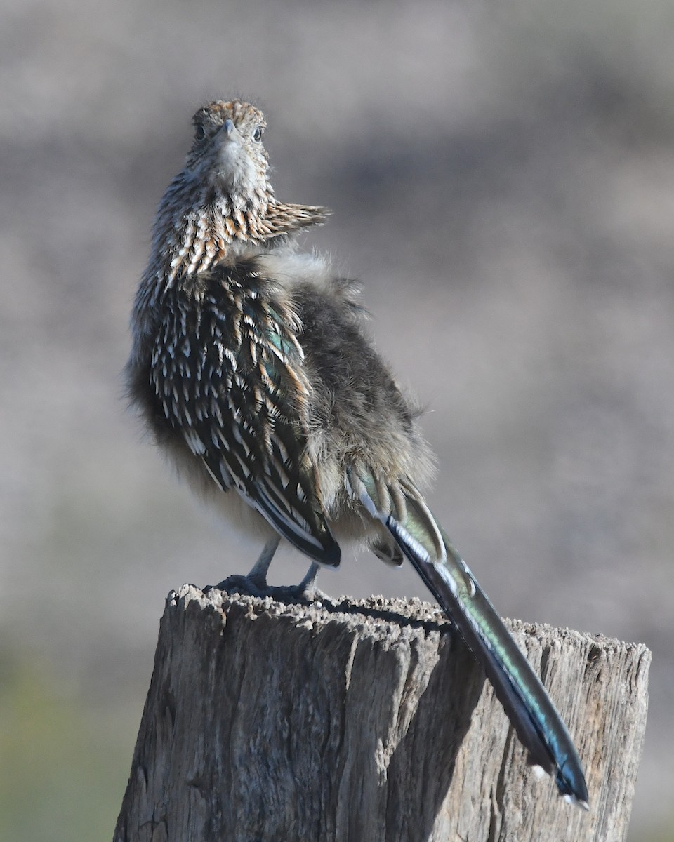 Greater Roadrunner - ML626155913