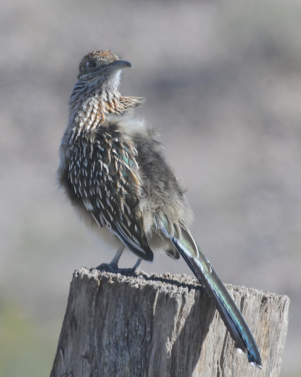 Greater Roadrunner - ML626155951