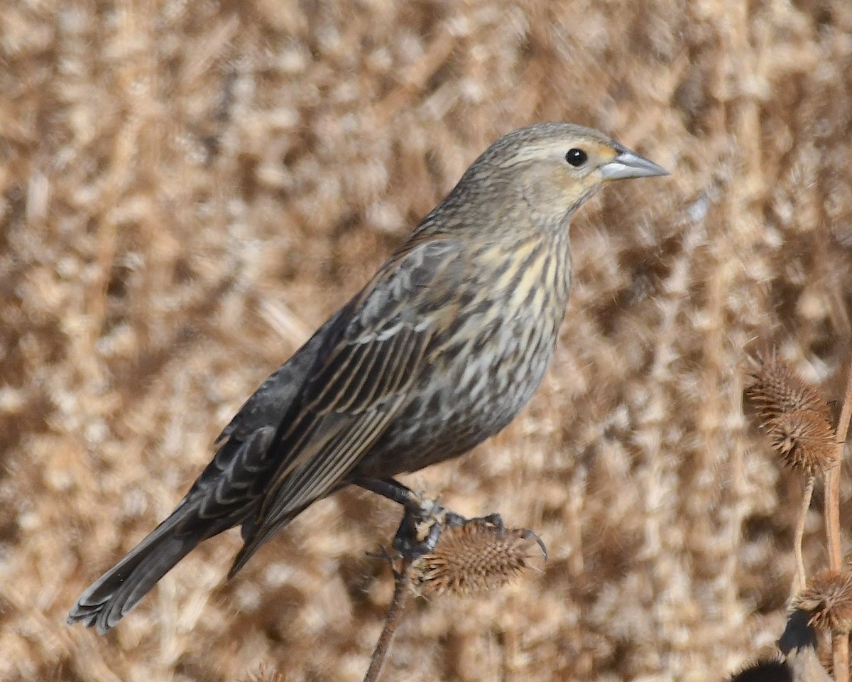 Red-winged Blackbird - ML626155992