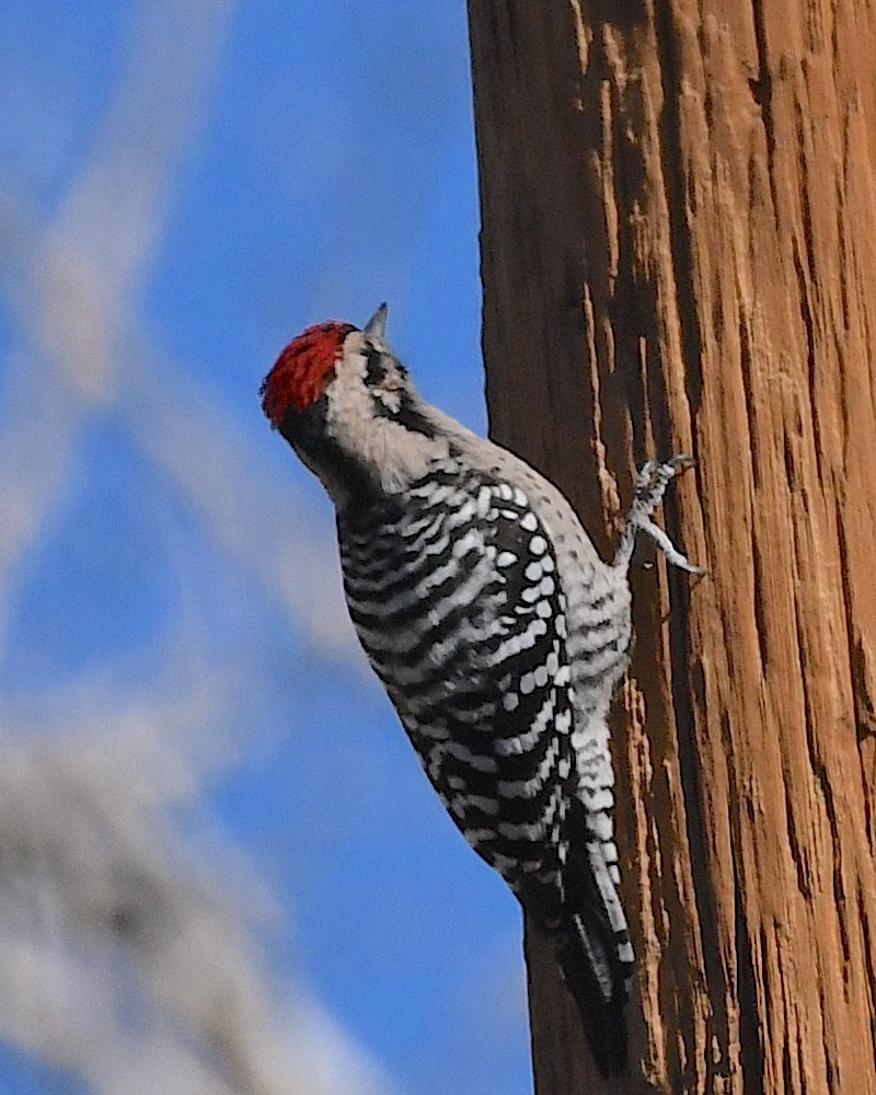 Ladder-backed Woodpecker - ML626156168