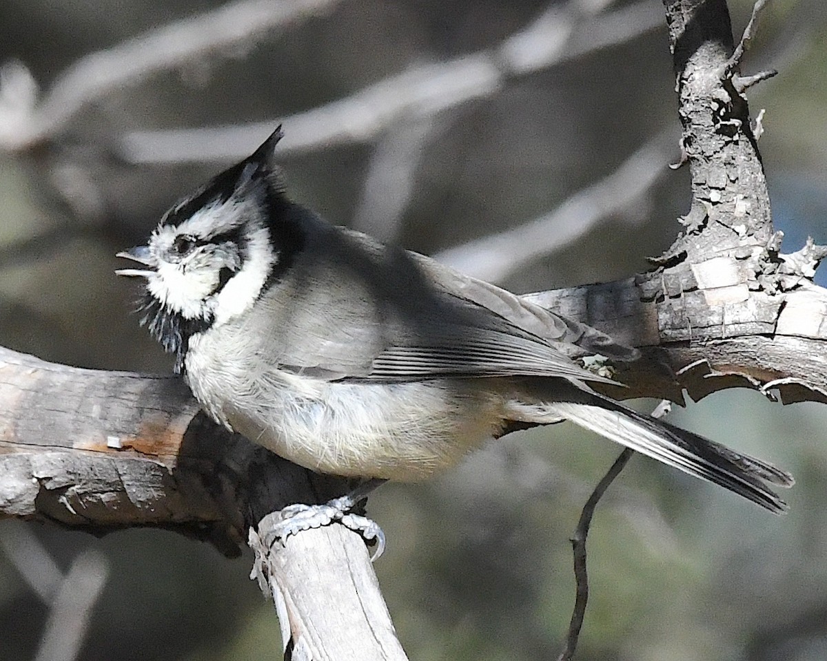 Bridled Titmouse - ML626156270