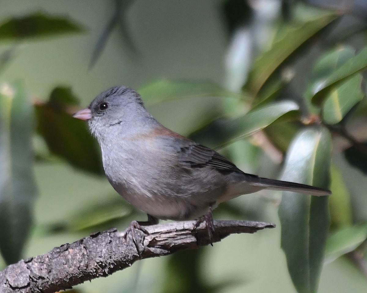 Dark-eyed Junco (Gray-headed) - ML626156305