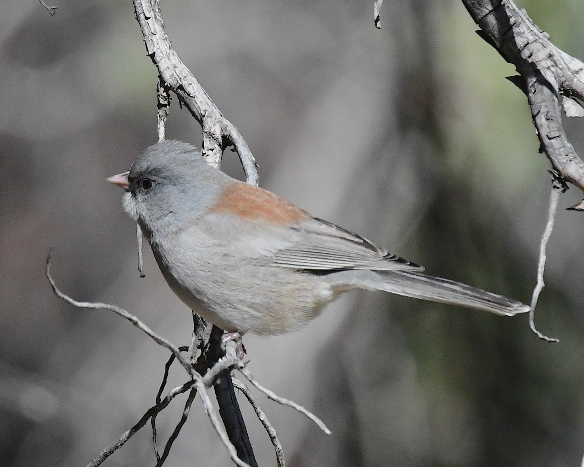 Dark-eyed Junco (Gray-headed) - ML626156347