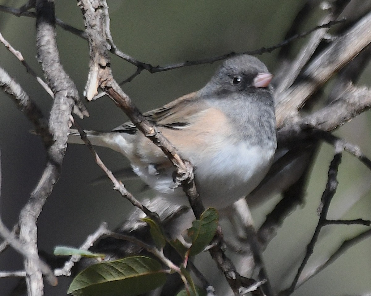 Dark-eyed Junco (Oregon) - ML626156388