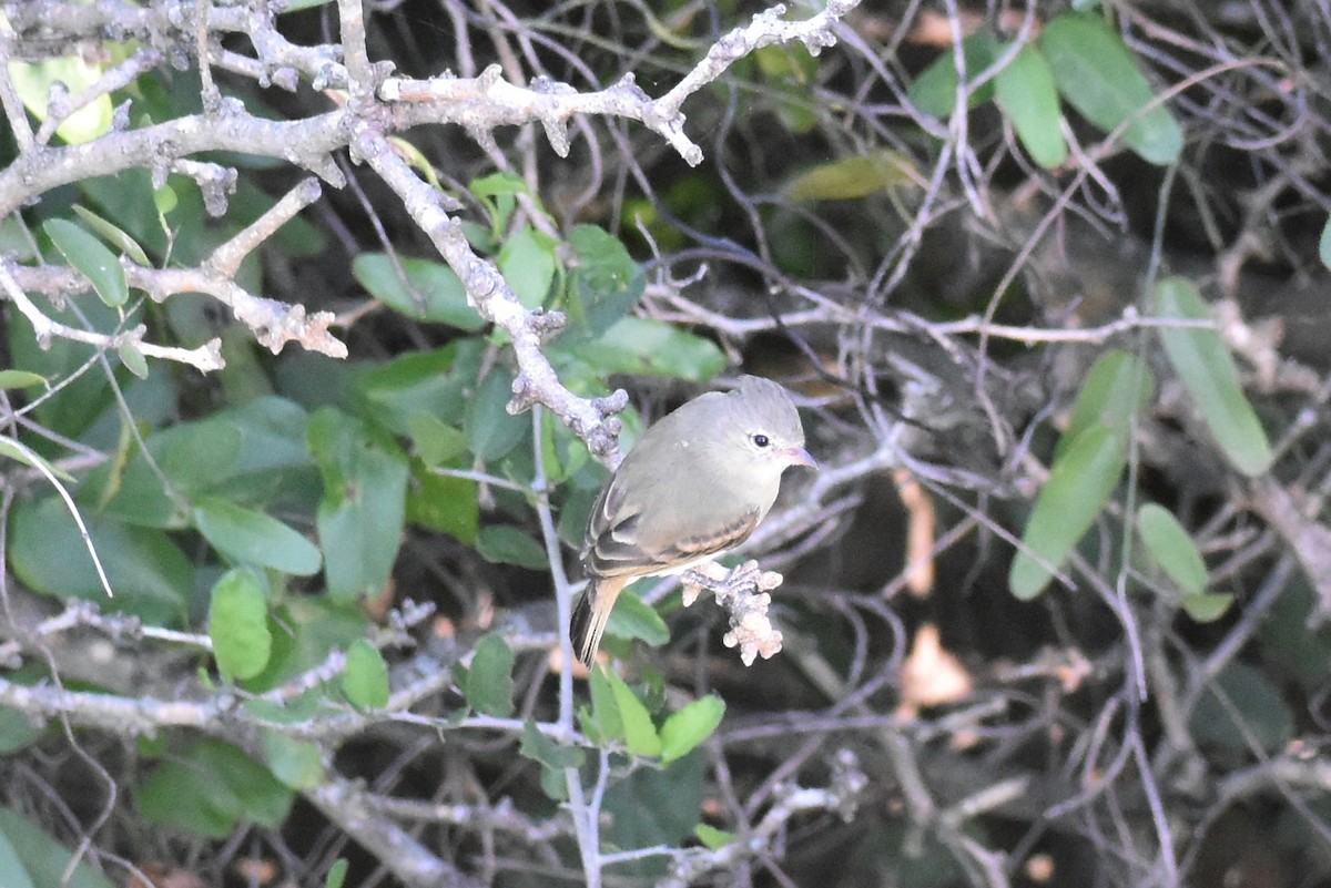 Northern Beardless-Tyrannulet - ML626156399