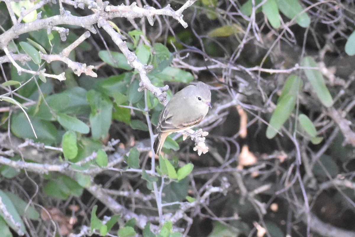 Northern Beardless-Tyrannulet - ML626156400