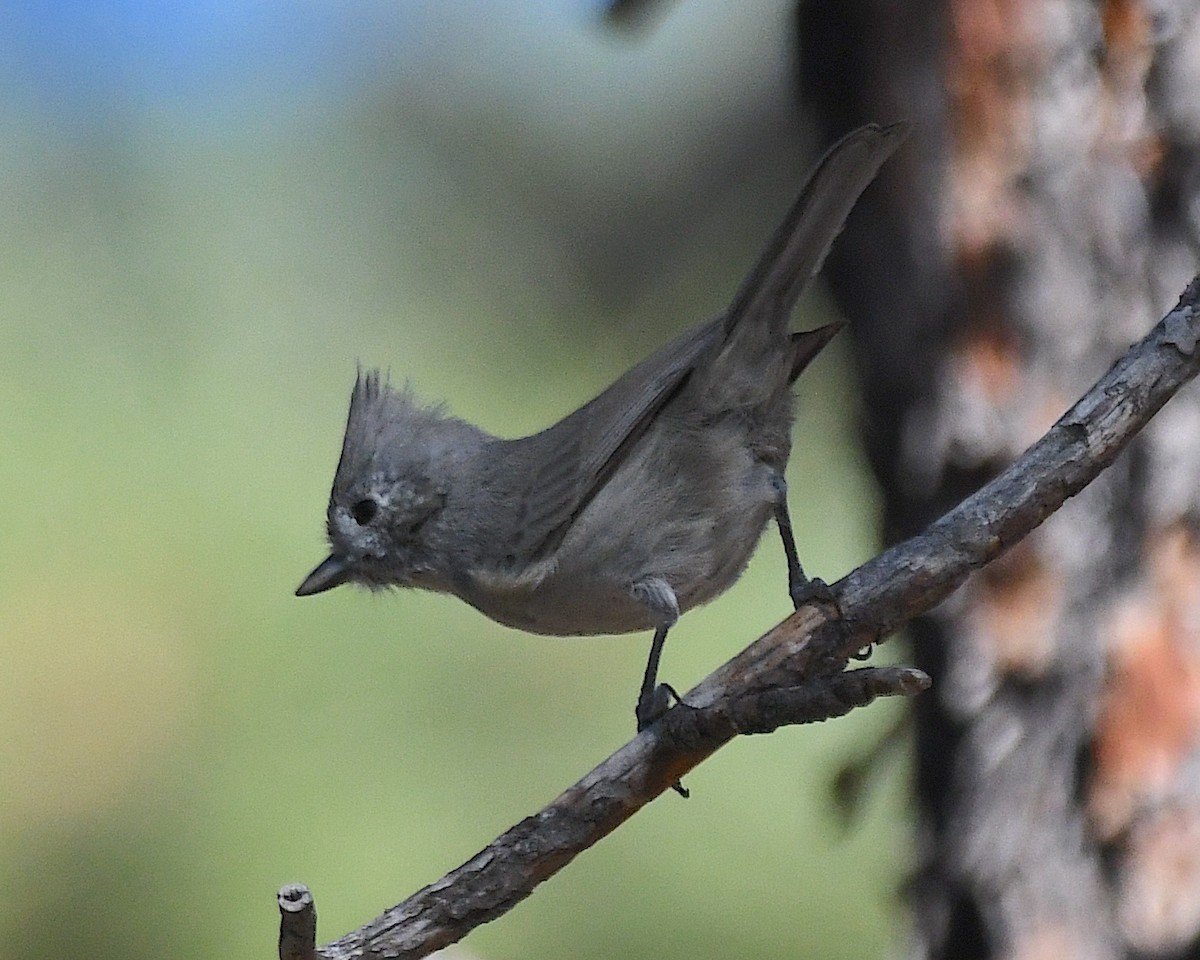 Juniper Titmouse - ML626156429