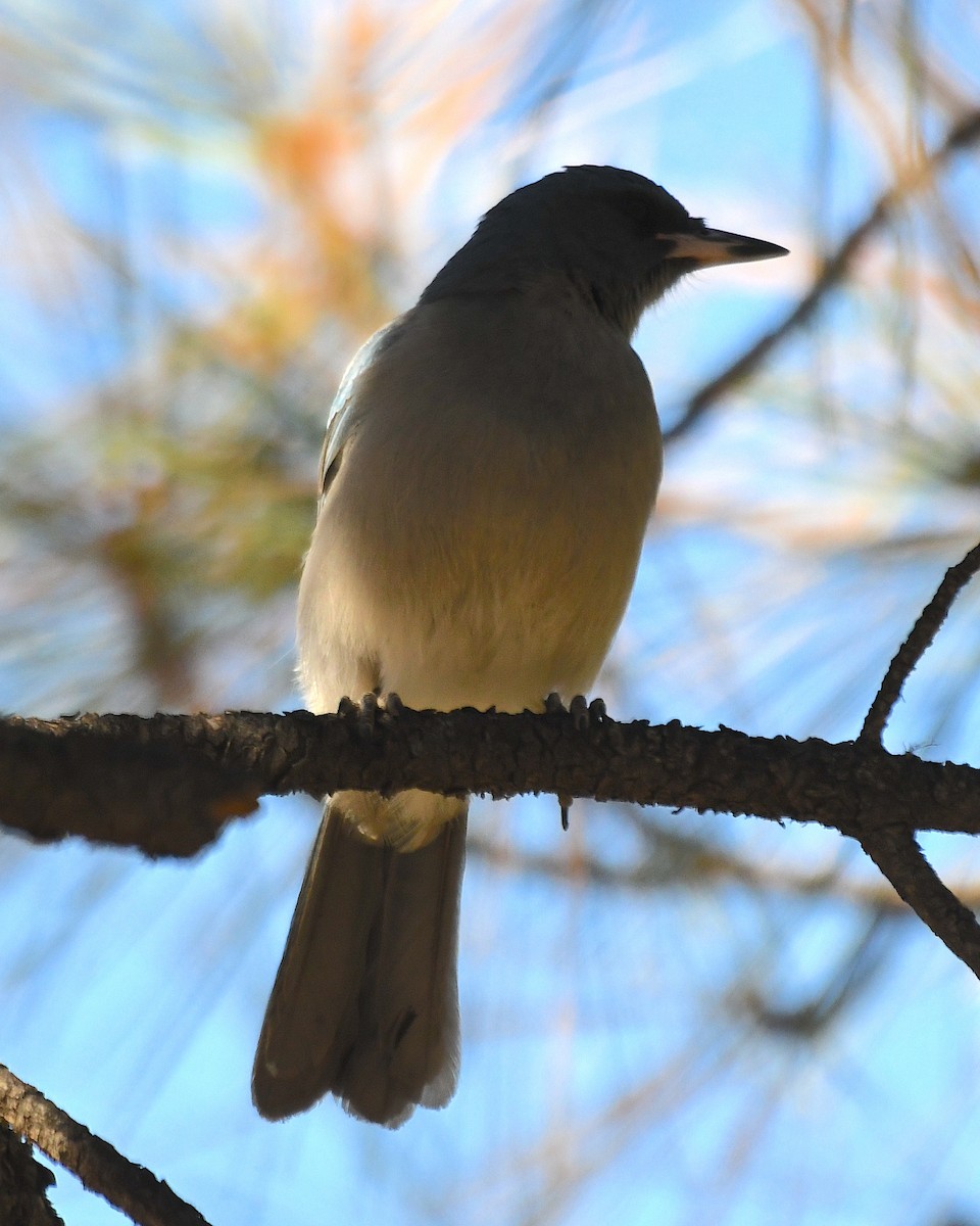 Mexican Jay (Arizona) - ML626156454