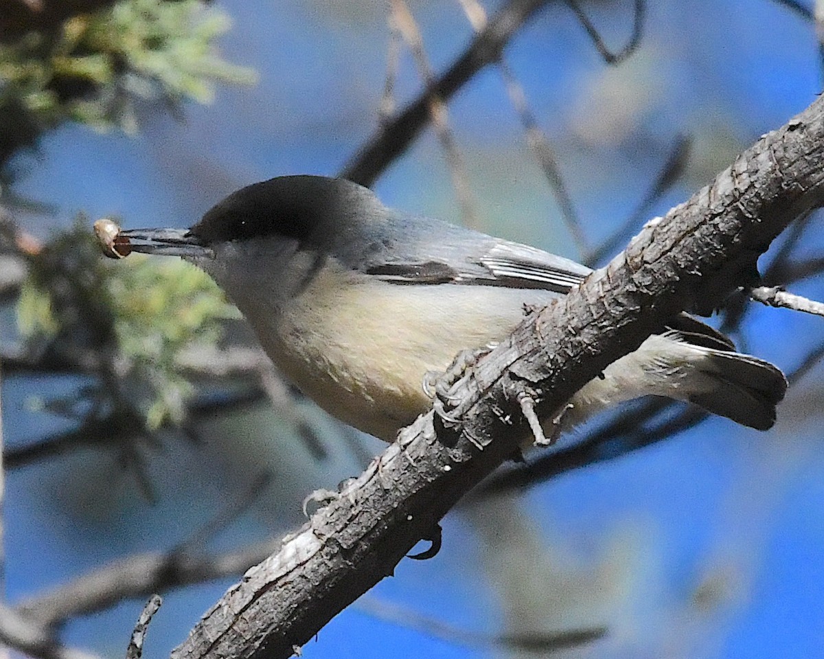 Pygmy Nuthatch - ML626156477