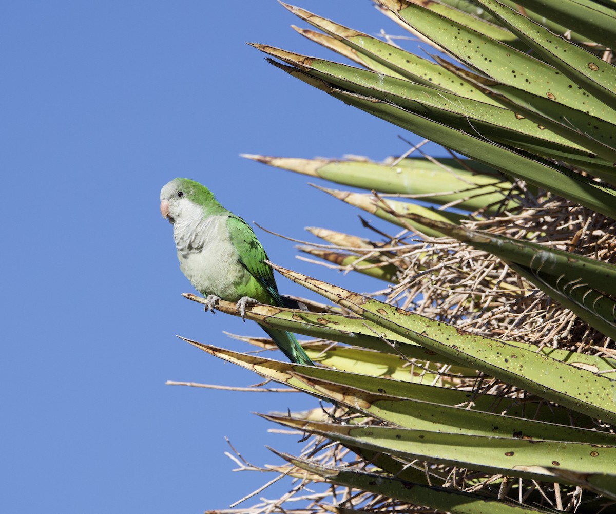 Monk Parakeet - ML626156521