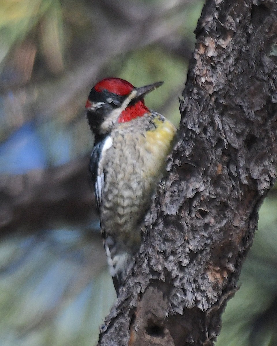 Red-naped Sapsucker - ML626156528