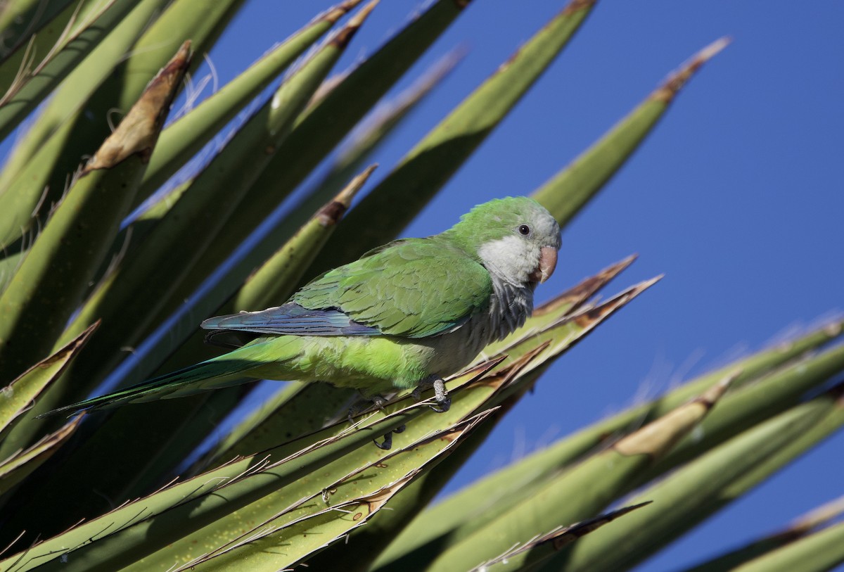 Monk Parakeet - ML626156561