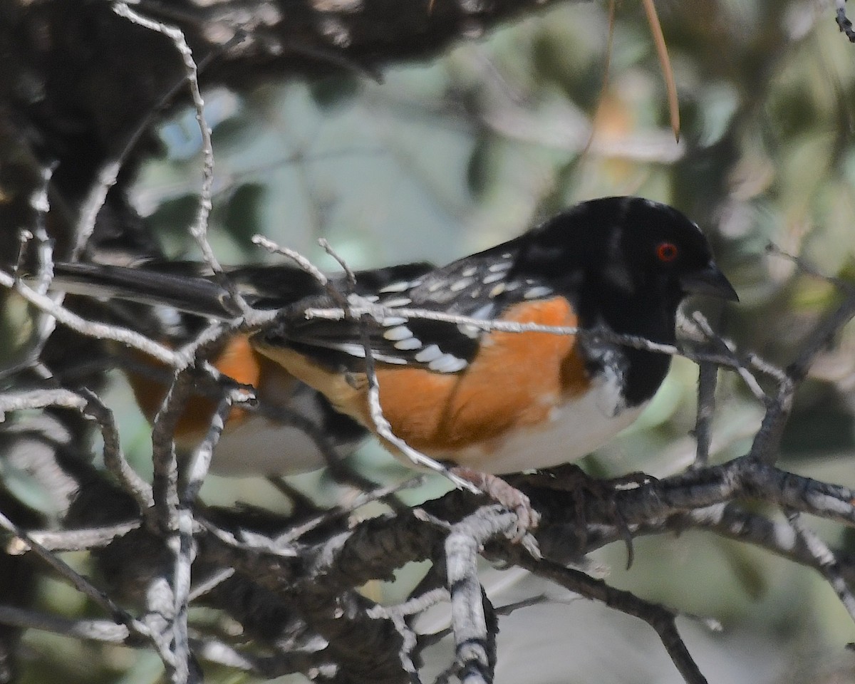 Spotted Towhee - ML626156618