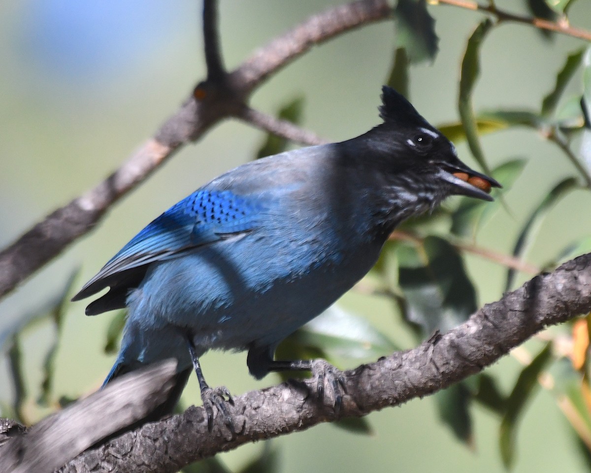 Steller's Jay (Southwest Interior) - ML626156703