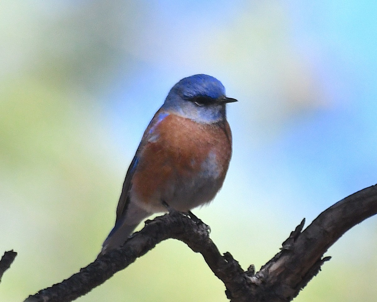 Western Bluebird - ML626156788